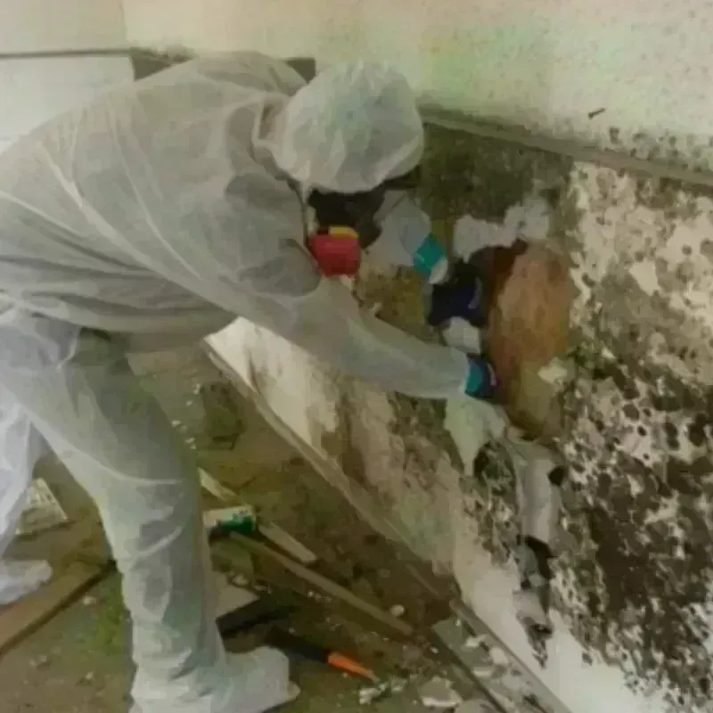 Mold Remediation and Removal in Montgomery, NY